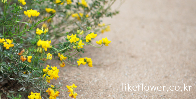 �Ұ��̹���