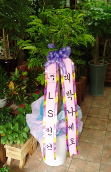 ()LS