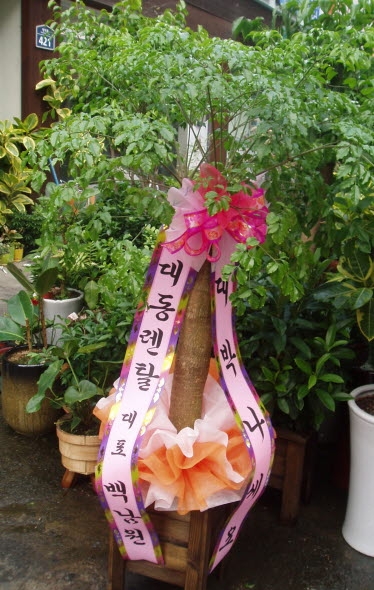 뵿Ż