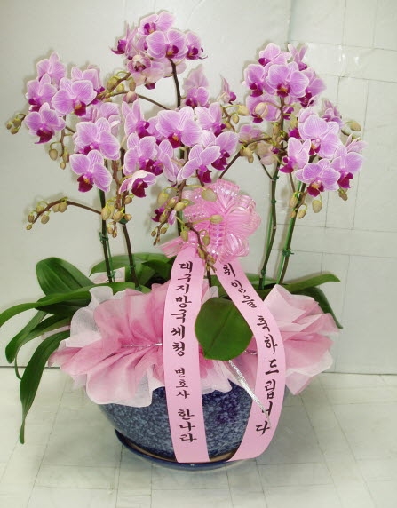 뱸汹û