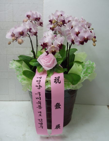 籸