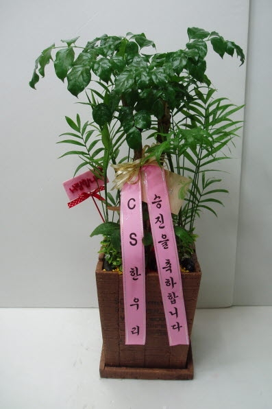 CSѿ츮