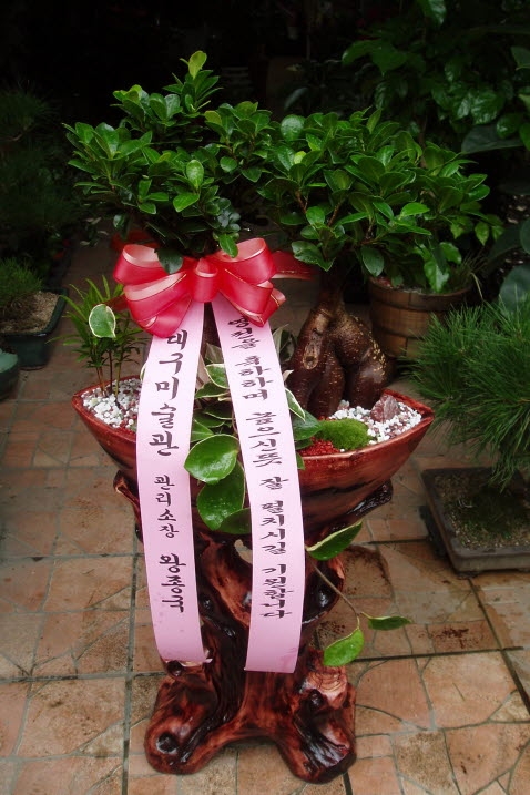 뱸̼