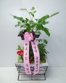 뱸JC