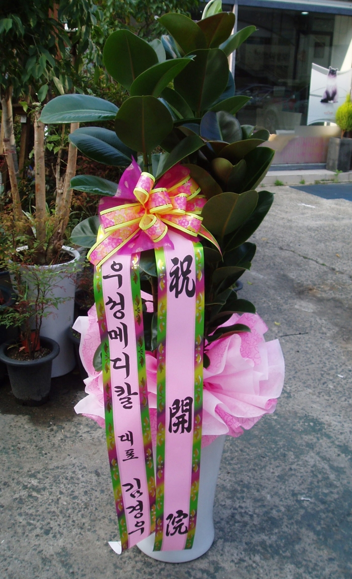 켺޵Į