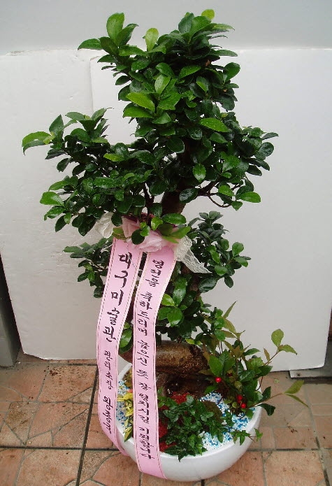 뱸̼