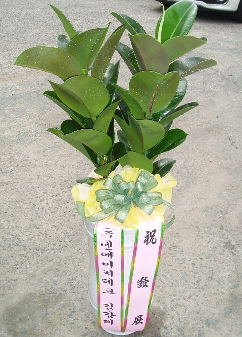 谭