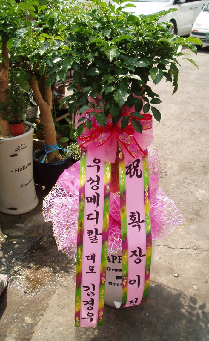 켺޵Į