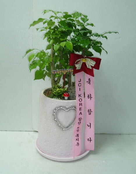 JCI KOREA õ