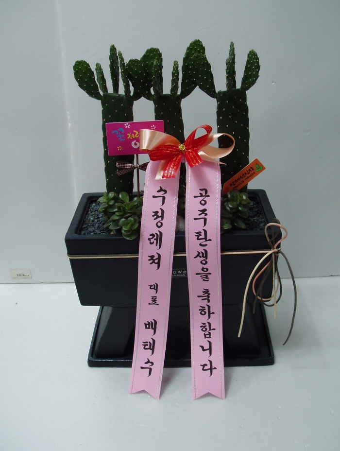 뱸ɹ Դϴ
