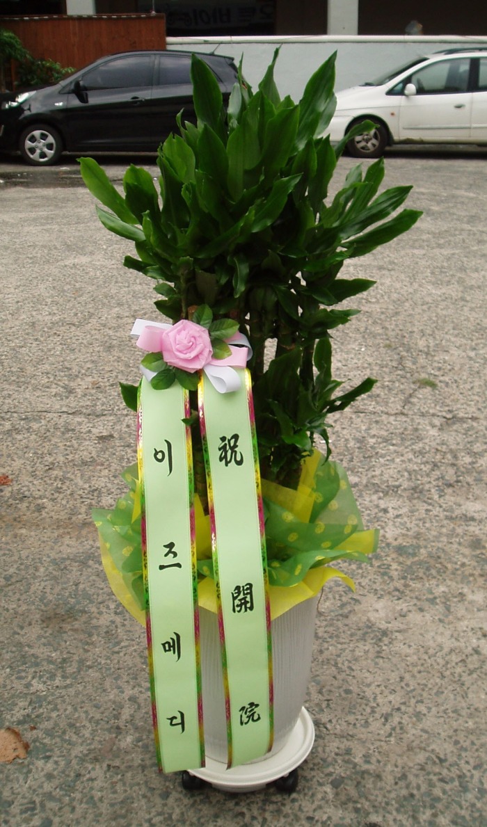 ޵ 뱸 Դϴ