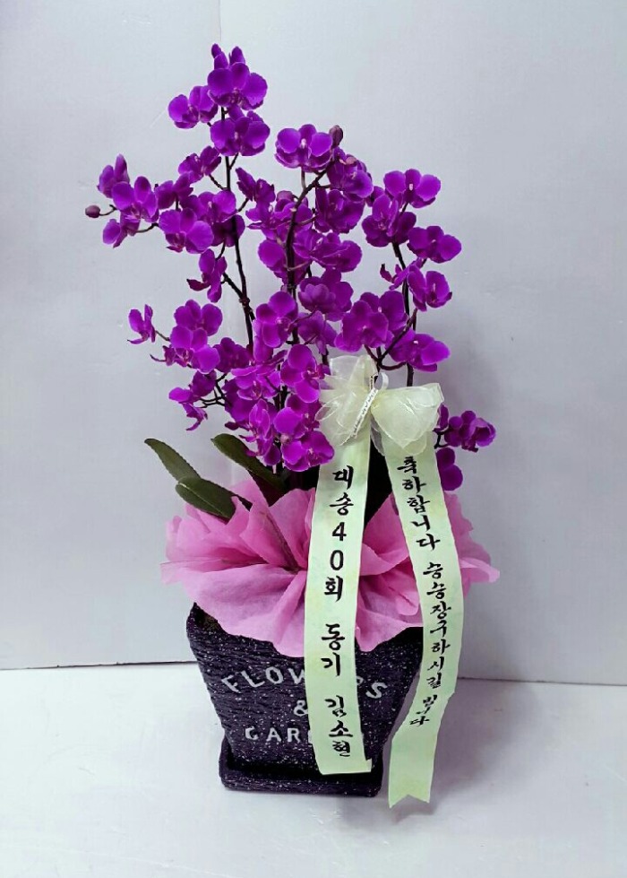 40ȸ 뱸ϱɹ Դϴ