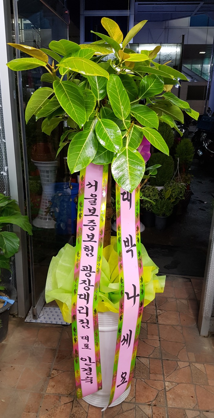 ﺸ 뱸ɹ Դϴ 
