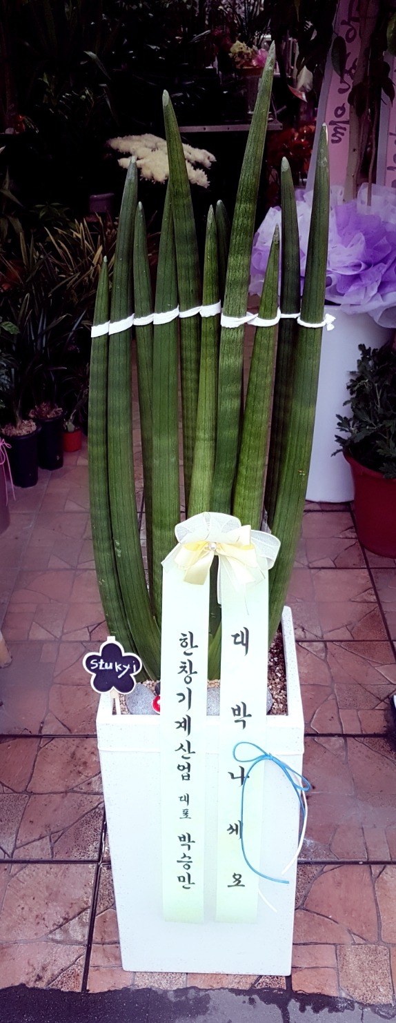 â 뱸ɹ Դϴ 