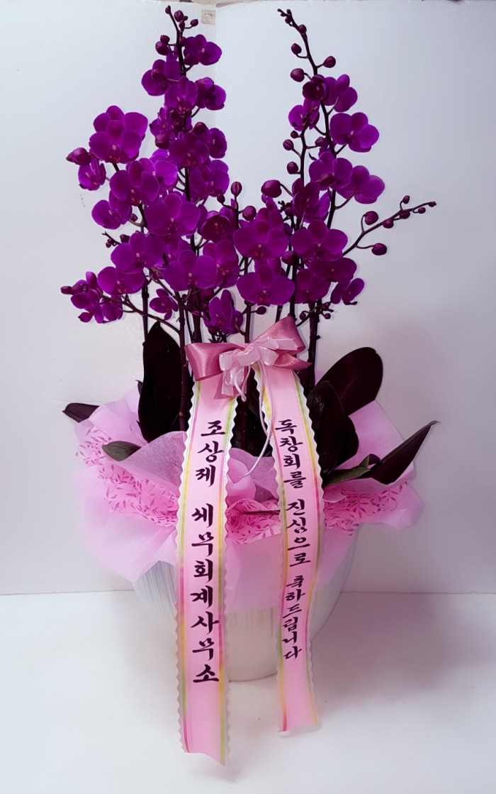 ȸ 뱸ɹ Դϴ 