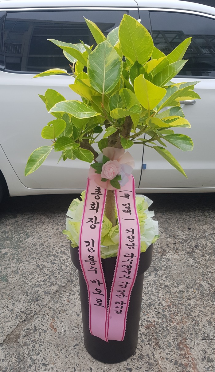 ȸ 뱸ɹ Դϴ 