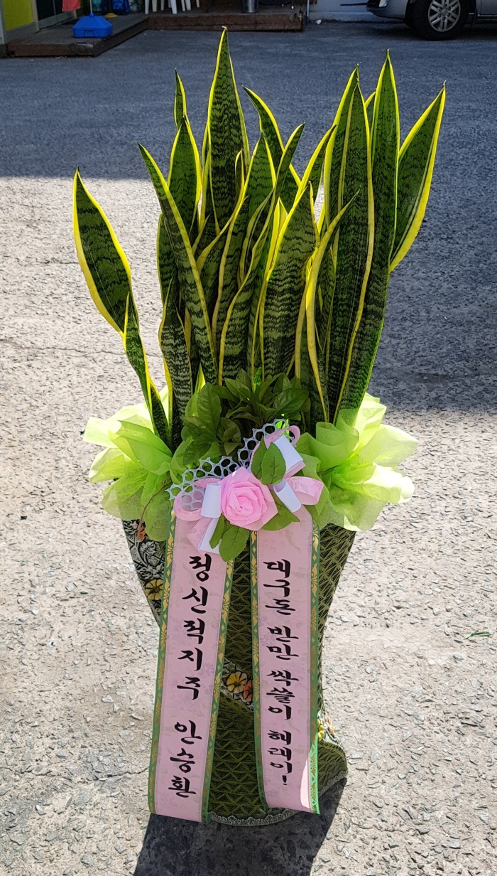 ִ 뱸ɹ Դϴ 