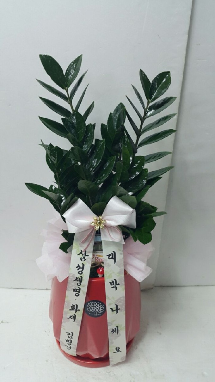 Ｚ 뱸 Դϴ 