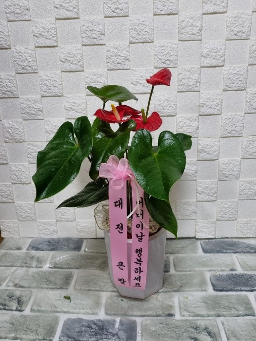  ū 뱸ϱɹ Դϴ